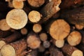 Bunch of felled trees near a logging site. selective focus