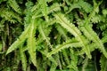 Greem bunch of fern leaves Royalty Free Stock Photo