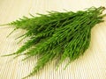 Bunch of field horsetail