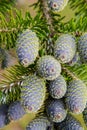 Fir tree cones Royalty Free Stock Photo