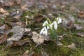 Bunch of first snowdrops in forest