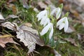 Bunch of first snowdrops in forest