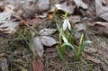 Bunch of first snowdrops in forest