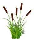 Bunch of five reed stems with leaves plant with grass vector isolated on white background Royalty Free Stock Photo