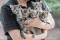 Bunch of tabby kittens in female hands