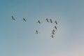 A Bunch of Flamingos Flying and Resting