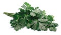 Bunch of flat-leaved parsley, paths