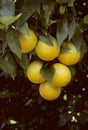 A bunch of Florida oranges hanging from a tree Royalty Free Stock Photo
