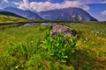 Bunch flower near Kobylie pleso tarn under Zavory saddle in High Tatras during summer