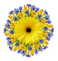 Bunch-flowered narcissus flowers, blue knapweedsand yellow gerbera in a spring round arrangement