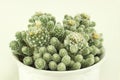 Bunch of flowering cacti