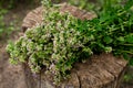 Bunch of flowering oregano. Origanum vulgare, culinary herb, curative plant Royalty Free Stock Photo