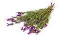 Bunch of Flowering Purple Lavender Plant Stems on White