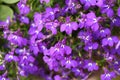 Bunch of flowering violet lobelias