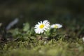 Bunch of flowering white daisies Royalty Free Stock Photo