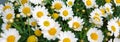 Bunch of flowering white daisies. Royalty Free Stock Photo