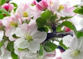 Bunch of flowers of apple tree Malus domestica in springtime. Macro view soft background