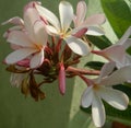 Bunch of flowers blooming in branch of tree growing in garden, sunlight in petals, nature photography