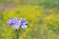 A bunch of flowers of chicory Royalty Free Stock Photo