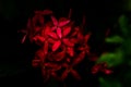 Bunch of Flowers of Jatropha plant drenched in rain.