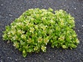 Bunch of flowers in lava sand on Jan Mayen