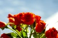 Bunch of flowers. Red roses