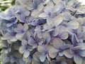 Semicircular blue hydrangea flowers