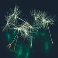 Bunch of fluffy dandelion seeds on a dark green background Royalty Free Stock Photo
