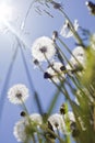 Bunch of fluffy dandelions Royalty Free Stock Photo