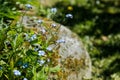 a bunch of forget-me-not flowers on a spring sunny day. beautiful blue small flowers and green foliage and blades of Royalty Free Stock Photo