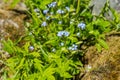 a bunch of forget-me-not flowers on a spring sunny day. beautiful blue small flowers and green foliage and blades of Royalty Free Stock Photo