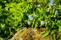 a bunch of forget-me-not flowers on a spring sunny day. beautiful blue small flowers and green foliage and blades of Royalty Free Stock Photo