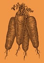 Bunch of four Danvers carrots, isolated on an orange background