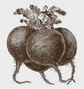 Bunch of four globular beets