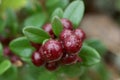 Bunch of foxberry