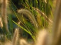 Foxtail Grass. Close up