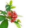 A bunch fragrant flowering plant isolated on white background, die cut with clipping path, beautiful orange petals Plumeria flower