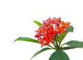 A bunch fragrant flowering plant isolated on white background, die cut with clipping path, beautiful orange petals Plumeria flower