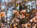 A bunch of fragrant white viburnum flowers and rose buds and a butterfly. Blooming viburnum farreri close-up in the park with a