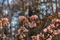 A bunch of fragrant white viburnum flowers and rose buds and a butterfly. Blooming viburnum farreri close-up in the park with a