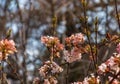 A bunch of fragrant white viburnum flowers and rose buds and a butterfly. Blooming viburnum farreri close-up in the park with a