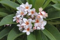 Bunch of Frangipani Flowers Royalty Free Stock Photo