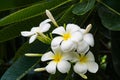 Bunch of Frangipani Royalty Free Stock Photo