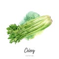 Bunch of frech celery watercolor illustration isolated on watercolor splash background