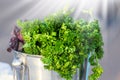 Bunch of fresh appetizing green onions, fennel and parsley at sunlight