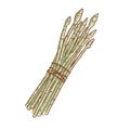Bunch of Fresh Asparagus stems isolated icon. Spring Rareripes. hastings, farm market, Vector illustration. hand-drawn