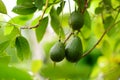 Bunch of fresh avocados ripening on an avocado tree branch Royalty Free Stock Photo