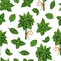 Bunch of fresh basil, leaves watercolor seamless pattern. Hand drawn illustration on white background. Spicy spring herb Royalty Free Stock Photo