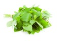 Bunch of fresh Basil spice herb / isolated