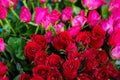 Bunch of fresh beautiful bright red and pink color rose flower with water spray and green leaves background selling in market